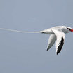 Red-billed Tropicbird
